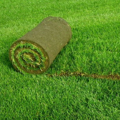 Фотография к новости Как хранить рулонный газон